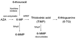 Thiopurine Methyltransferase Activity